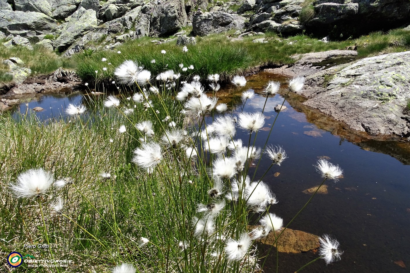 80 Eriofori (Eriophorum Scheuchzeri).JPG